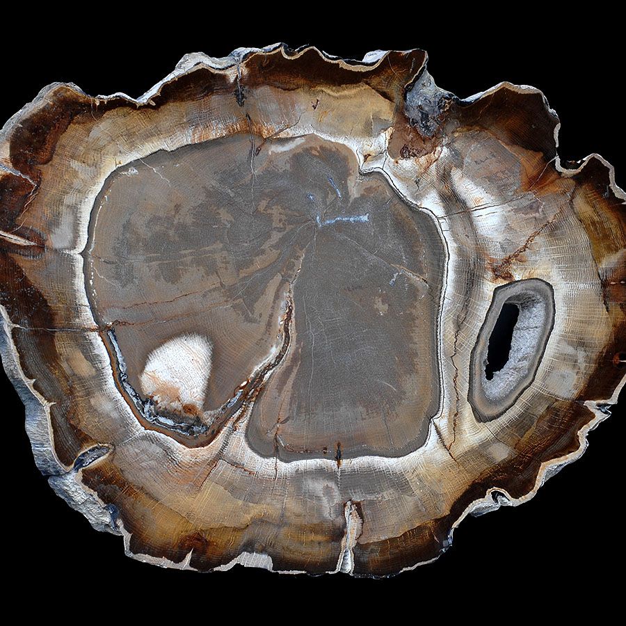 ebonyandco petrified wood pattern